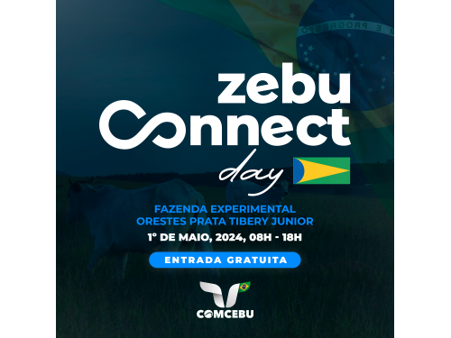 Programação Zebu Connect Day